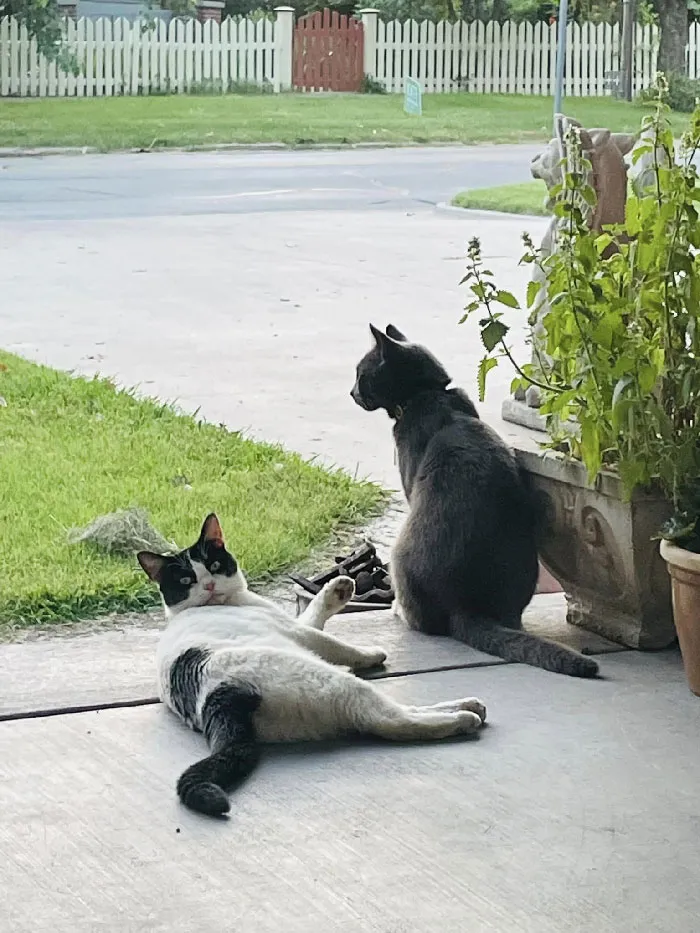 My House, Not My Cats. But They Are Such Good Cats