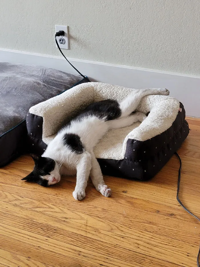 One Of My Neighbor's Cats Just Making Himself Comfortable In My House