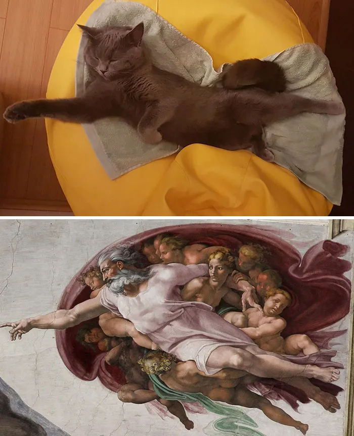 Encontré a mi gato durmiendo en esta posición 