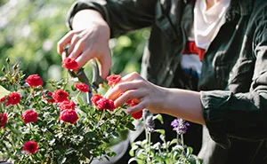 Woman Refuses To Remove Her Rose Garden, So Allergic Neighbor Takes Care Of It Herself And Gets The Cops Called On Her