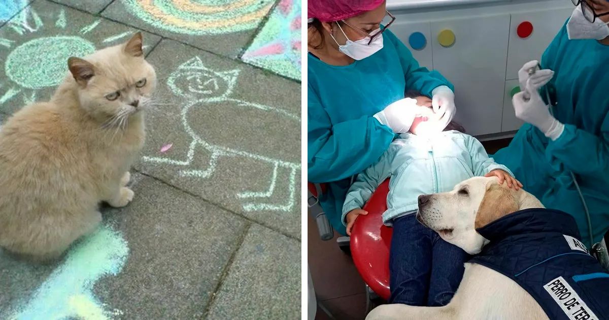50 Adorables fotos de animales a las que cuesta encontrar explicación (nuevas imágenes)