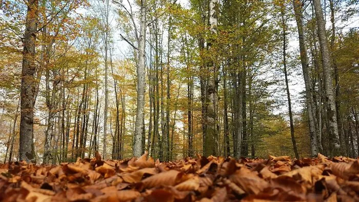 Autumn Mood In The Forest