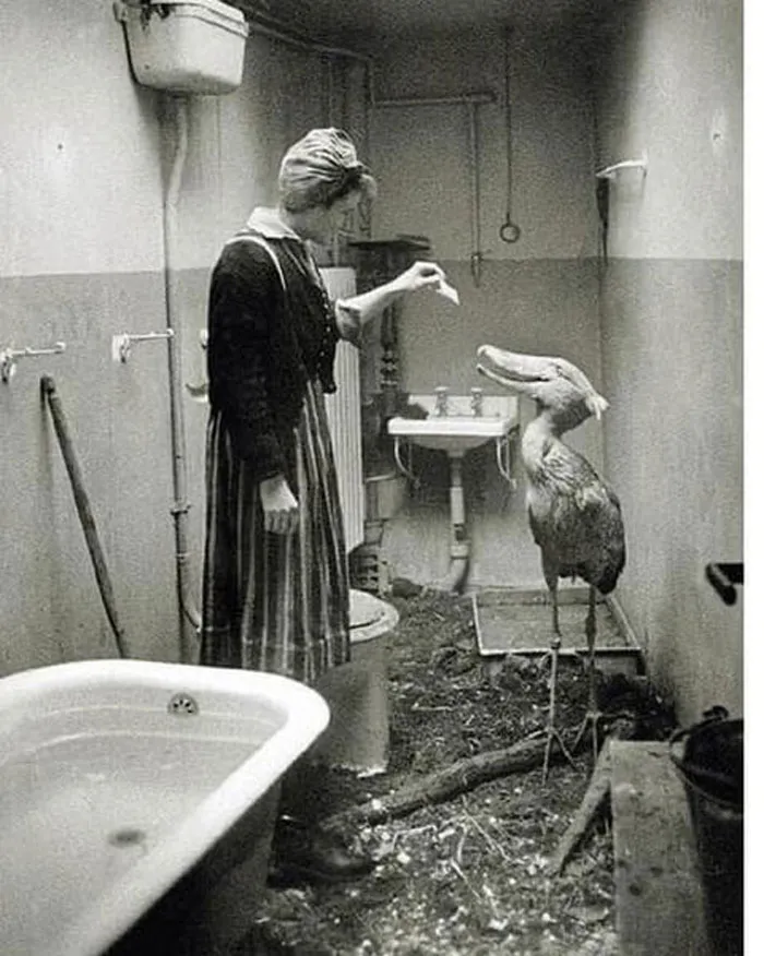 As Soviet Troops Approached Berlin In 1945, Zoo Keepers Did Their Best To Take Care Of Berlin Zoo's Animals. This Shoebill Was Temporarily Housed In His Keeper’s Home