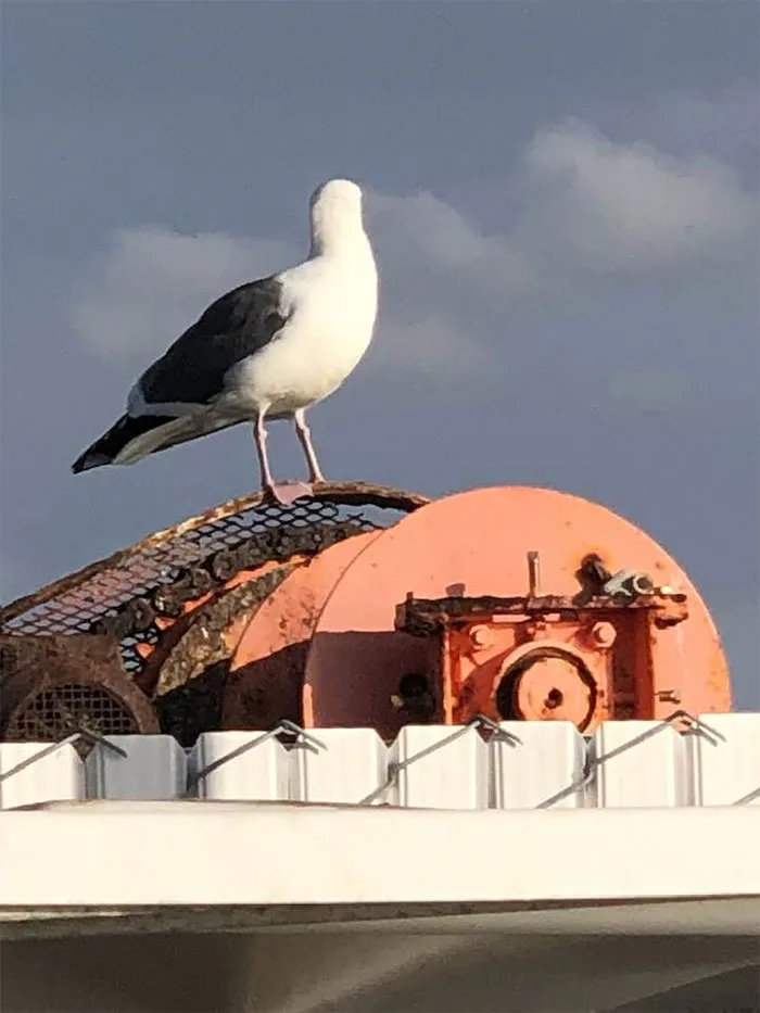 Una gaviota tímida ante la cámara