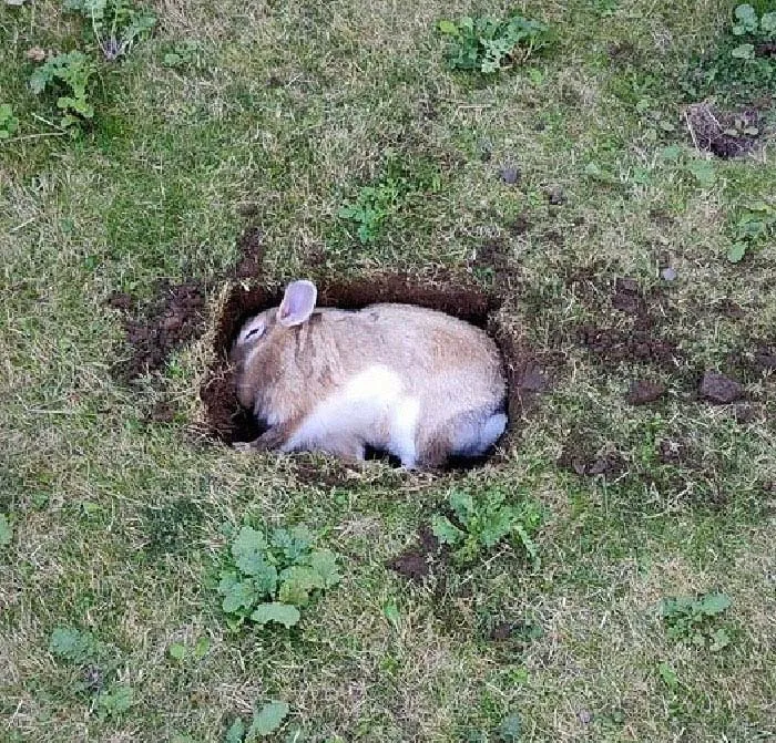 My Pet Fish Is Close To Passing Away, So I've Dug Him A Grave In The Garden
