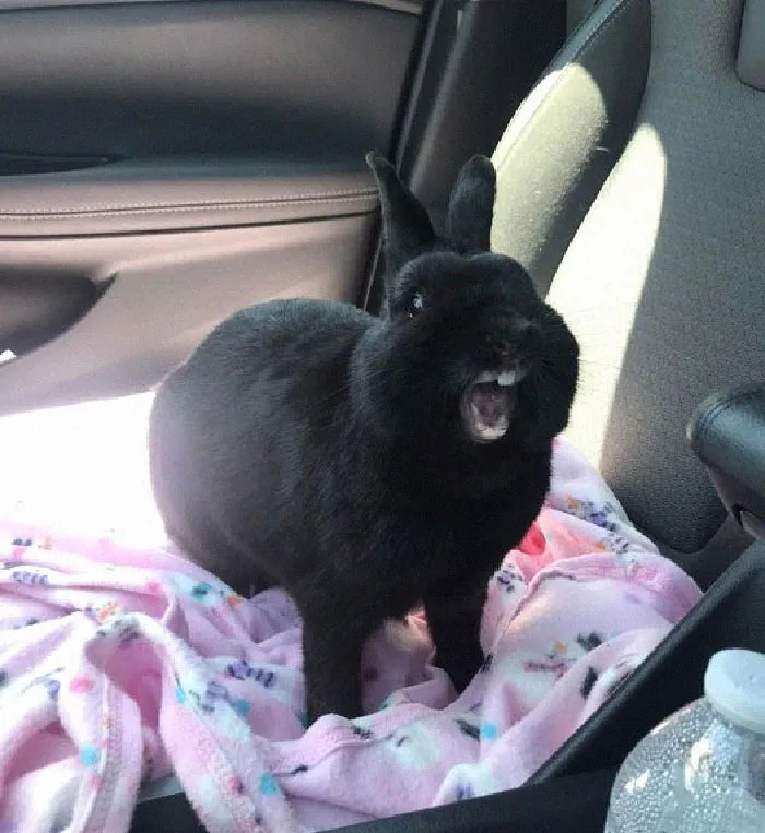 I Took Batman For A Nail Trim Today. I Think I Should Probably Watch My Back Tonight
