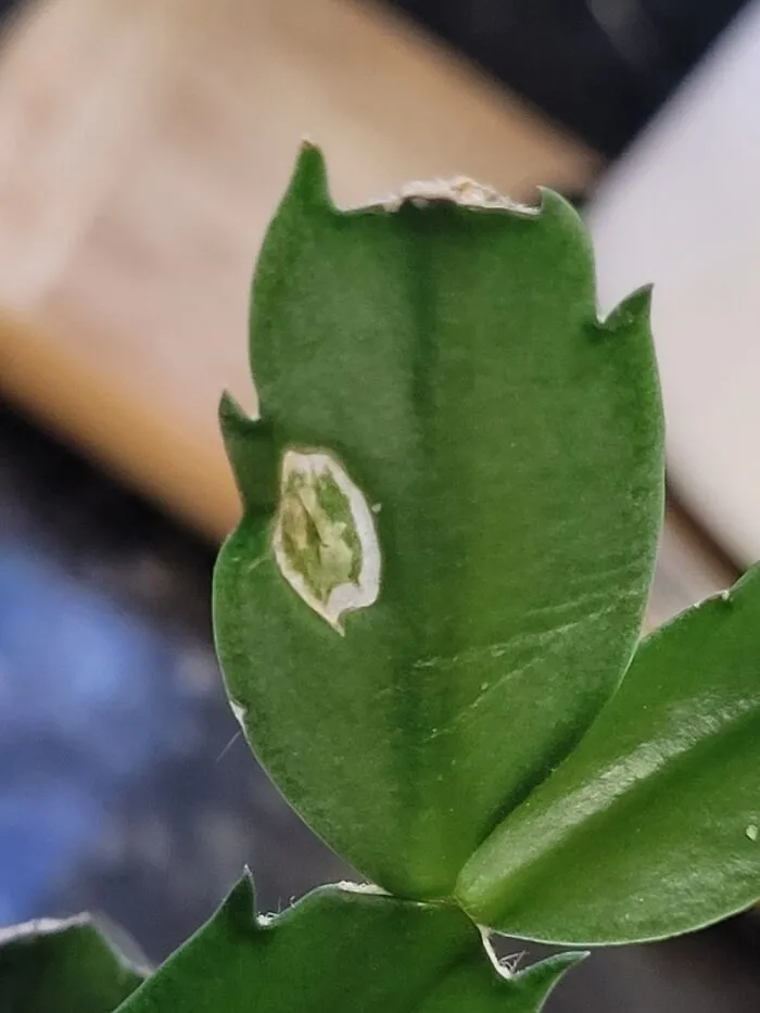 Small Leaf Growing Inside Larger Leaf