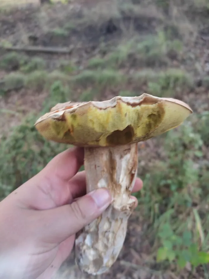 King Bolete