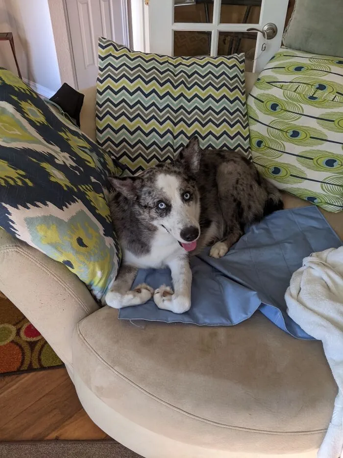 Even With A Broken Vertebrae, This Good Boi Still Smiles