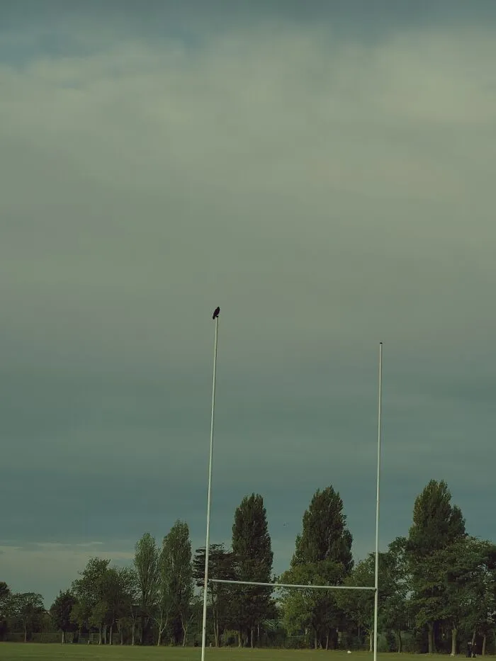 Crow