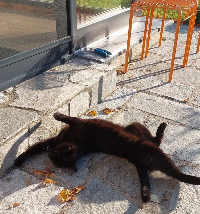 Little Contortionist Baking In The October Sun