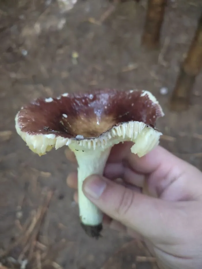 Russula Sp. Edible