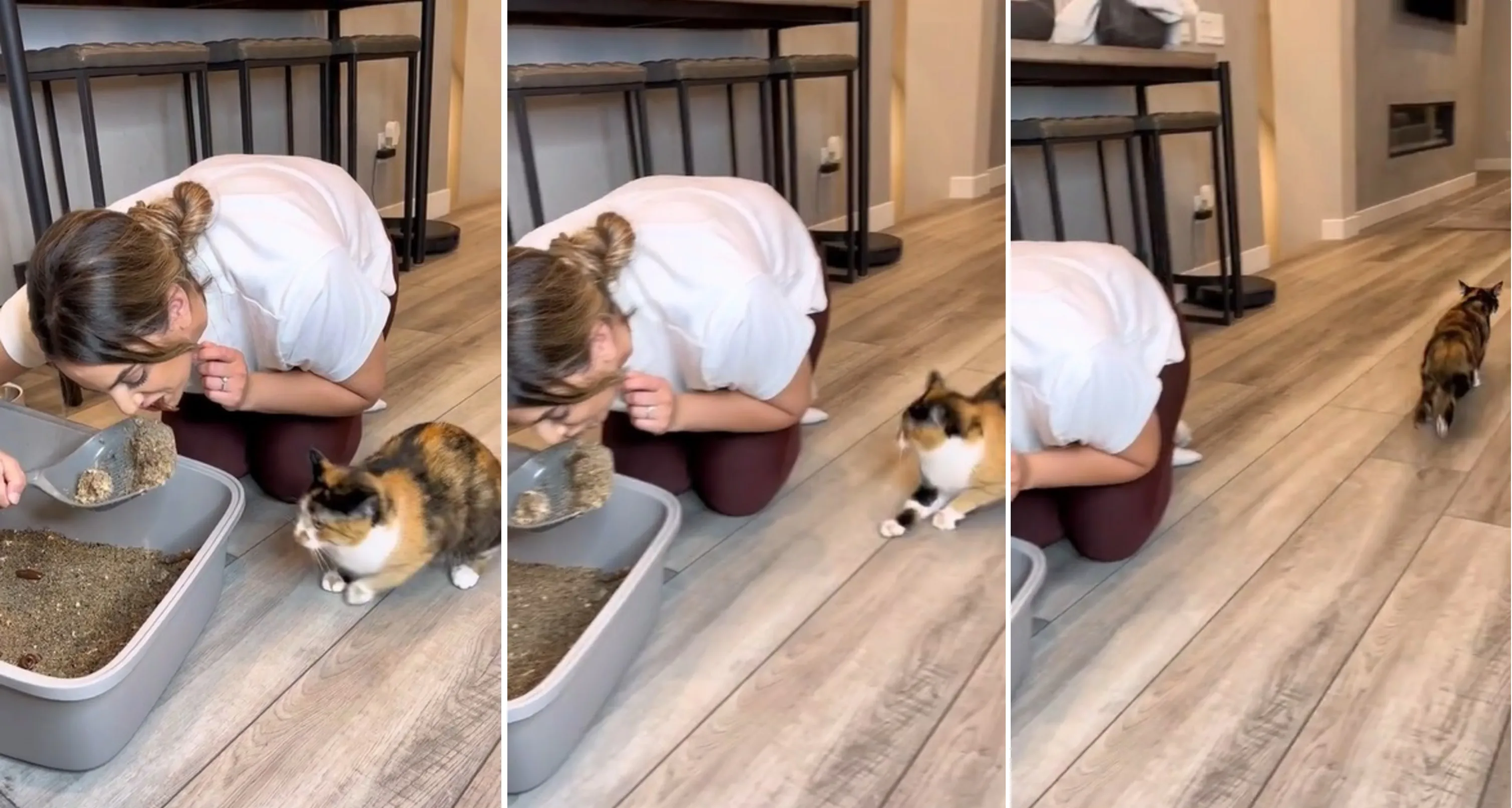 Owners Troll Their Cat And Video Goes Viral With Over 1.4 Million Views In Less Than 3 Hours