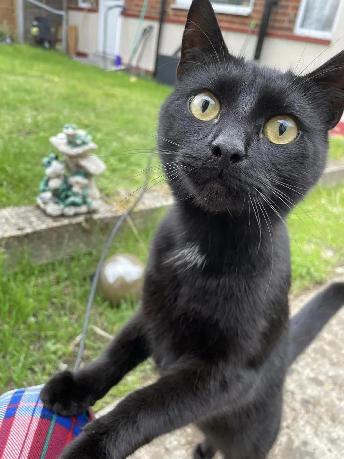 This Gorgeous Boy Keeps Visiting! Although He Knows Hes Not Allowed In The House He Does Try!!!  Ive Named Him Mr Big Balls... I Think You Can Figure Out Why