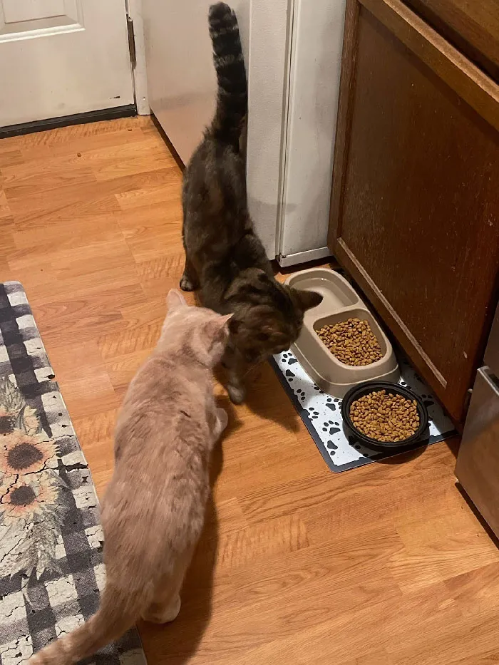 We Own A Duplex. My Daughter Lives Next Door With My Grandson. Orange Cat Is My Daughter's The Other Cat Is Not Ours. He Walked In Like He Owned The Place. We Call Him Sneakers
