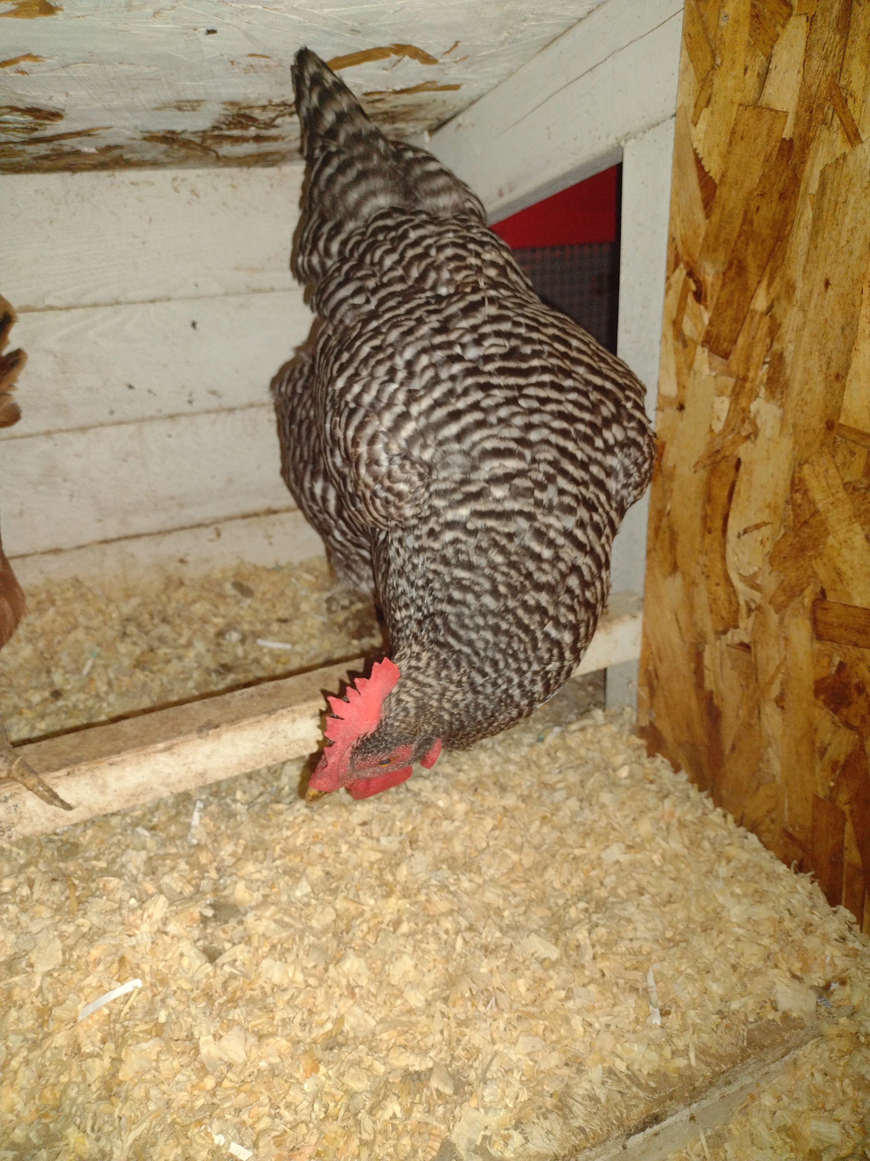 Hey Pandas, Show Me A Picture Of Your Alive Chicken/ Chickens
