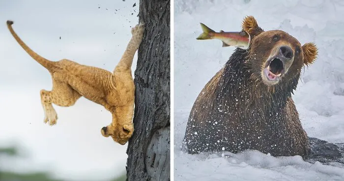 The Finalists Of The 2022 Comedy Wildlife Photography Awards Have Been Announced, And They Might Crack You Up