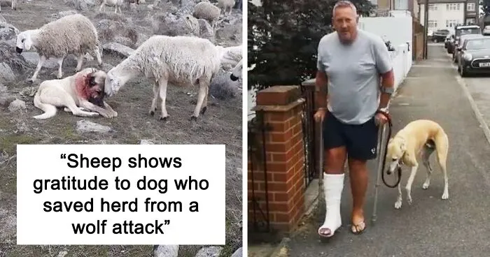 "Acting Just Like Us": 50 Times Humans Were So Surprised By How Much Animals Can Do, They Just Had To Share These Pics Online
