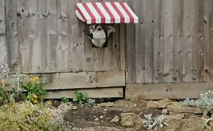 50 Genius Pet Inventions You Didn't Know You Needed To Be The Coolest Pet Owner