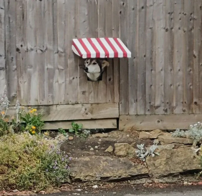 Saw This Little Guy While Out For My Daily Walk