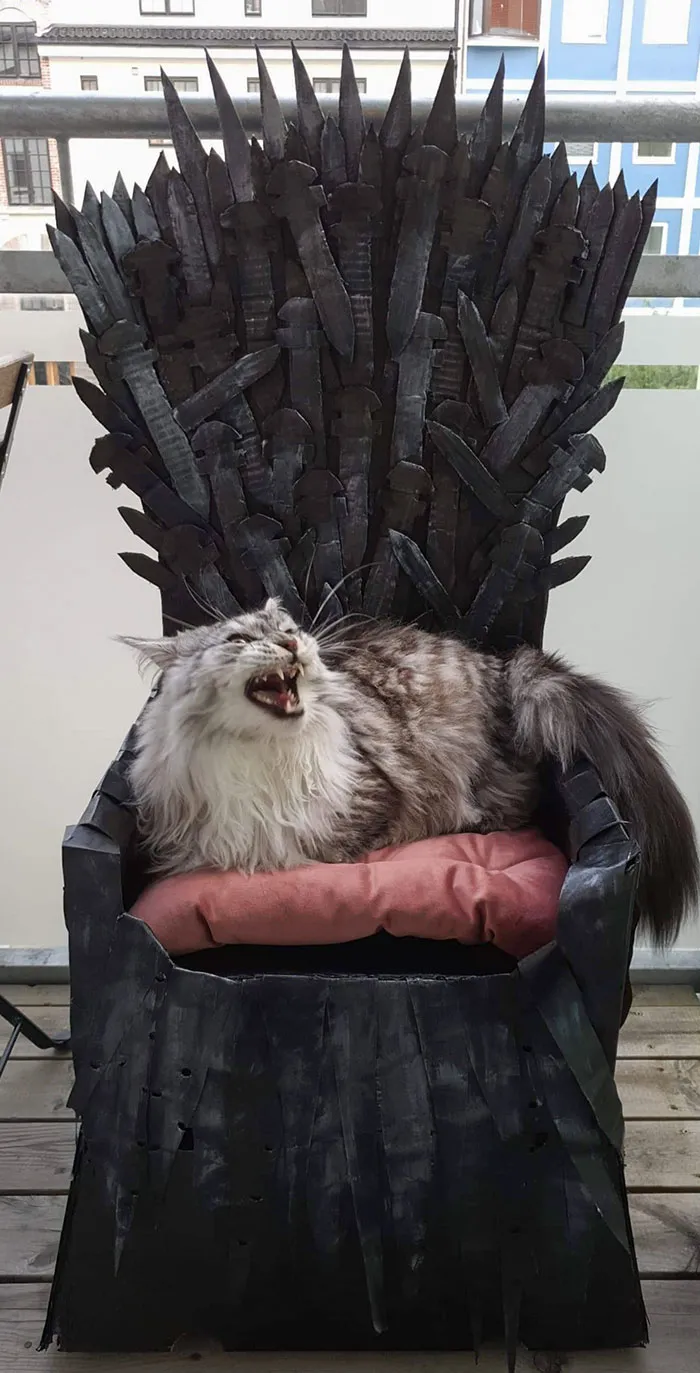 Hice un trono de hierro para mi Maine Coon. Se metió de lleno en el papel