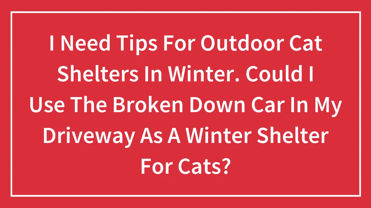 I Need Tips For Outdoor Cat Shelters In Winter. Could I Use The Broken Down Car In My Driveway As A Winter Shelter For Cats?