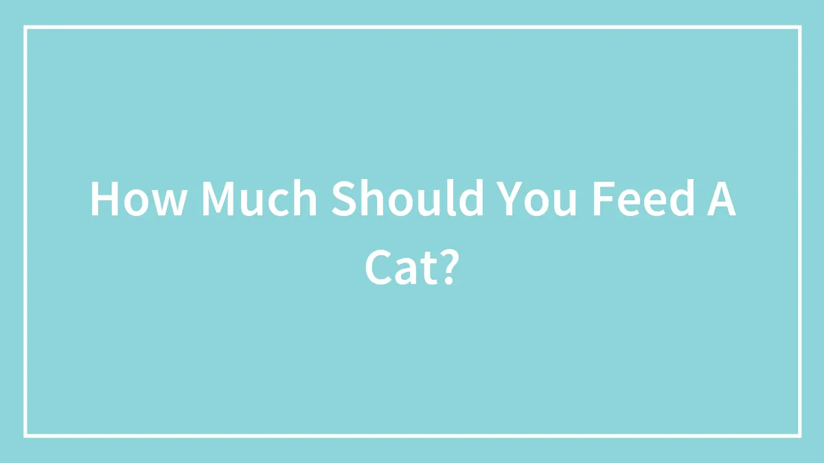 How Much Should You Feed A Cat?