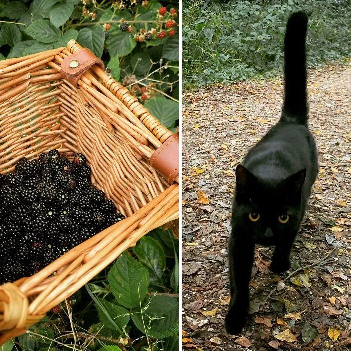 Had To Get Past The Woodland Blackberry Guardian Before I Could Pick The Berries Today
