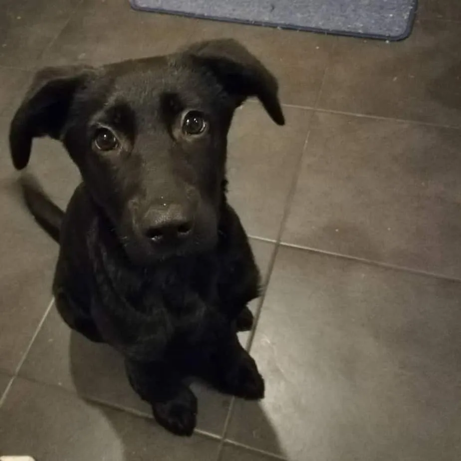 We Rescued Our Dog From A Horrible Family.
