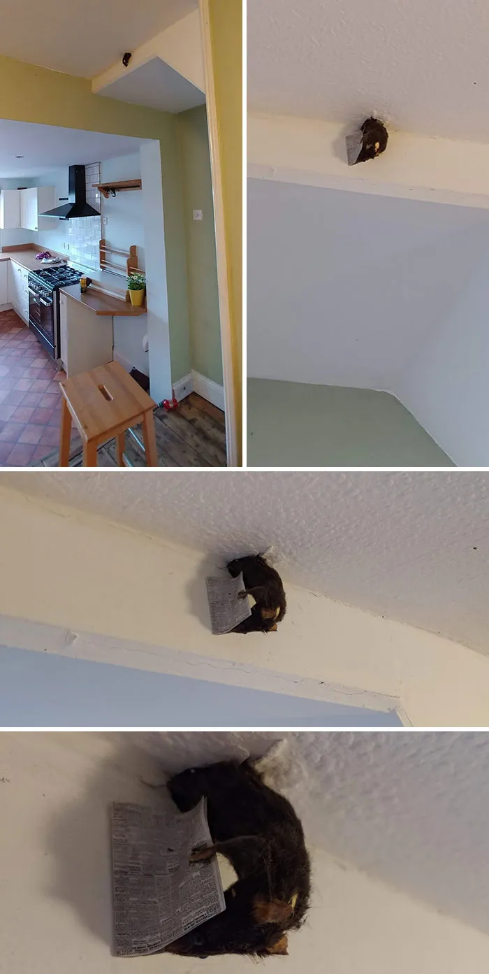 Recientemente nos mudamos a una casa nueva de alquiler, no sé qué pensar de esto