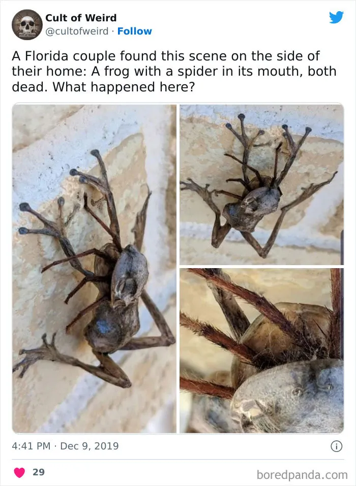 "Cult Of Weird": This Twitter Page Only Posts Creepy Stuff, And Here Are 30 Uneasy But Captivating Pics