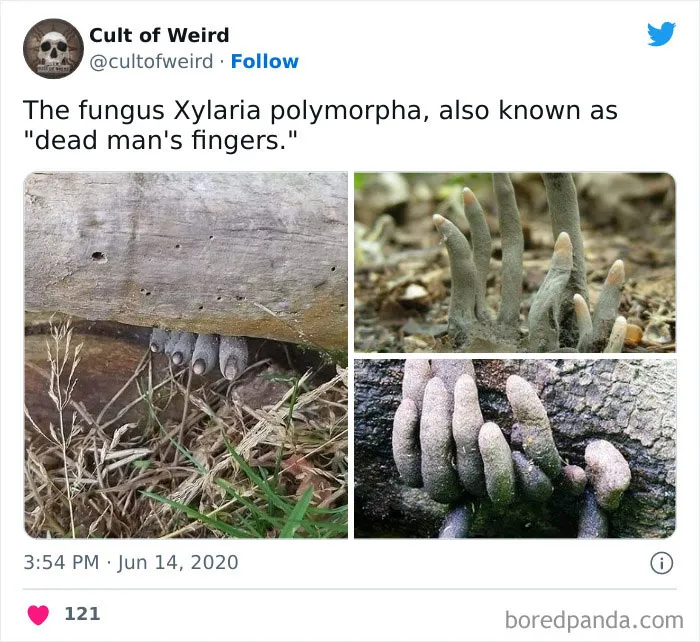 "Cult Of Weird": This Twitter Page Only Posts Creepy Stuff, And Here Are 30 Uneasy But Captivating Pics