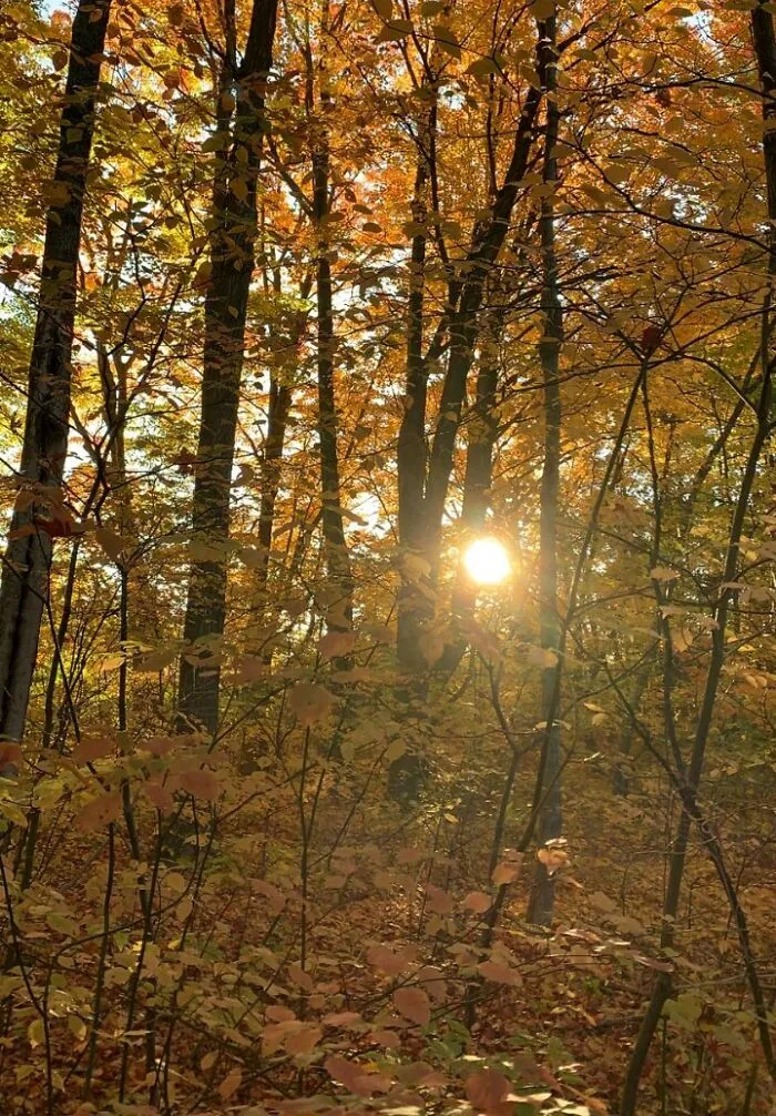 This Is A Forest Near Home.  Love Watching The Colors Change Every Autumn
