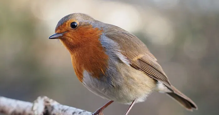 Hey Pandas, Photoshop This Picture Of A Bird (Closed)