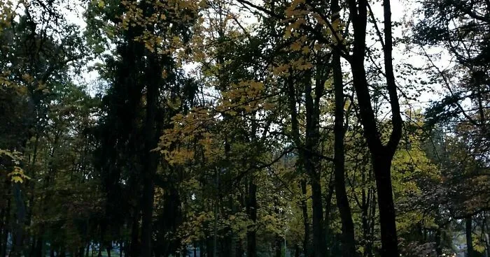 Hey Pandas, What Autumn Looks In Your Country? (Closed)