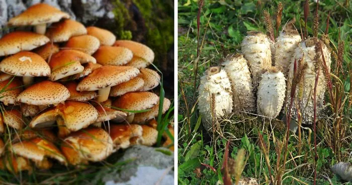 Hey Pandas, Share Photos Of Mushrooms You've Found (Closed)