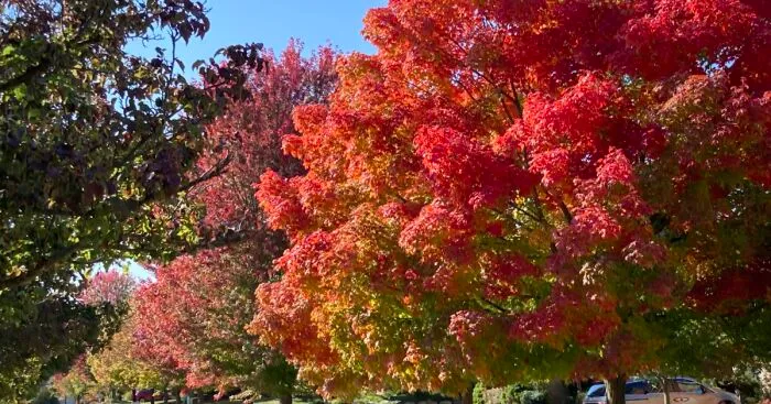 Hey Pandas, Post Your Favorite Picture Of Autumn Leaves! (Closed)