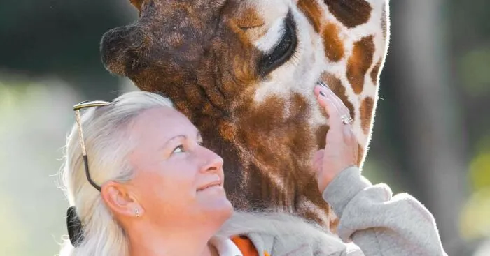 I Took Photos Of The Zookeeper Having Morning Coffee With Her Best Friend Giraffe (7 Pics)