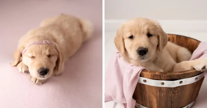 I Made A Newborn Photoshoot With A Golden Retriever Puppy (7 Pics)