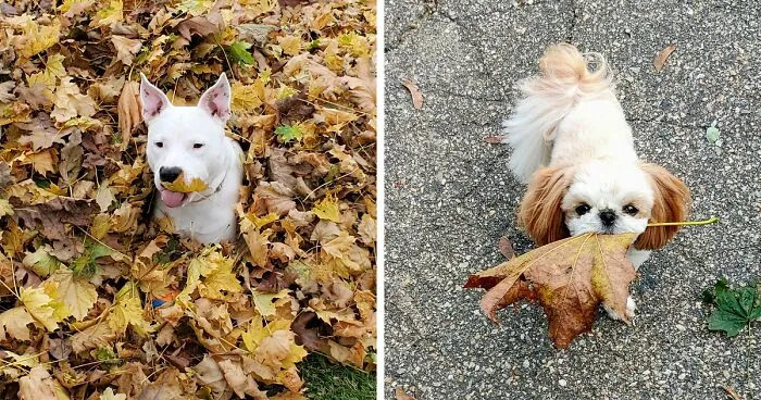 Hey Pandas, Show Us Your Pets Playing In Autumn Leaves (Closed)