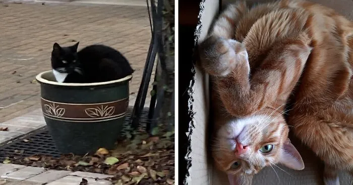 Hey Pandas, Post Pictures Of The Weirdest Cat Positions Here (Closed)