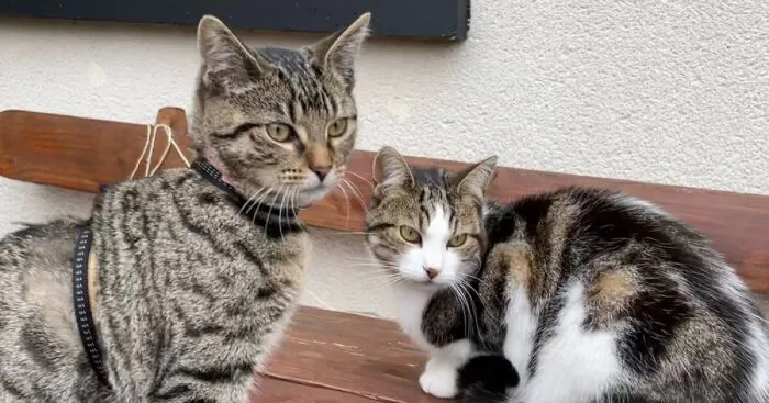 My Kitties Make Me So Happy (5 Pics)