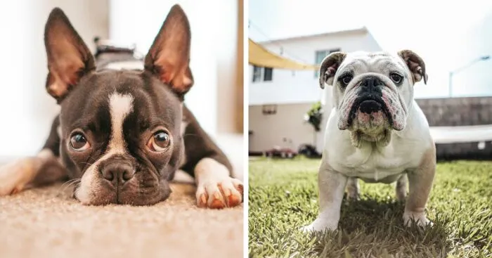 I Made The List Of Dogs For The People Staying In An Apartment With Less Space (12 Pics)