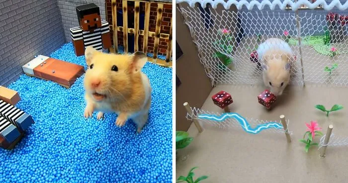 36 Million People Fell In Love With This Brave Hamster Video, Where He's Escaping From A Minecraft-Themed Prison Maze (15 Pics)