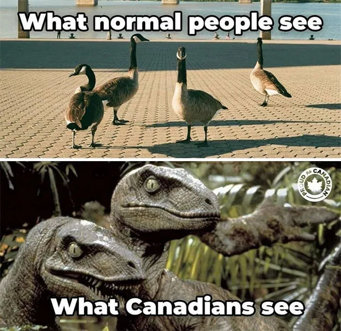 Canadian geese meme humorously comparing geese to dinosaurs, highlighting Canadian life.