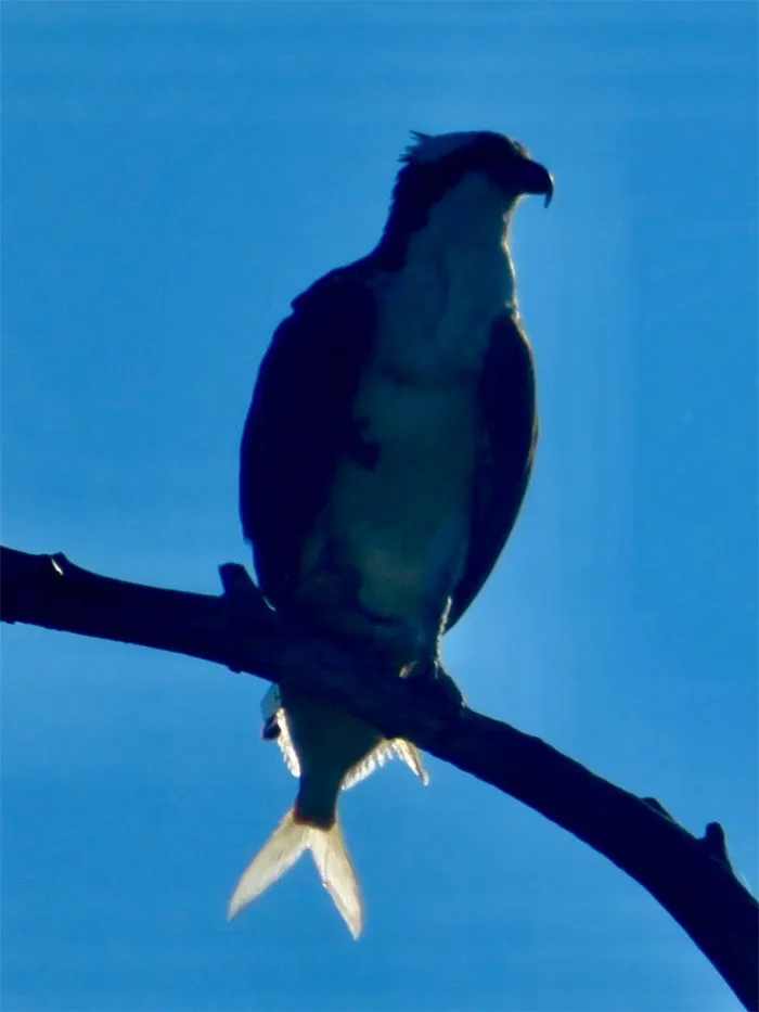 The Rarely Seen Fish Tailed Osprey!