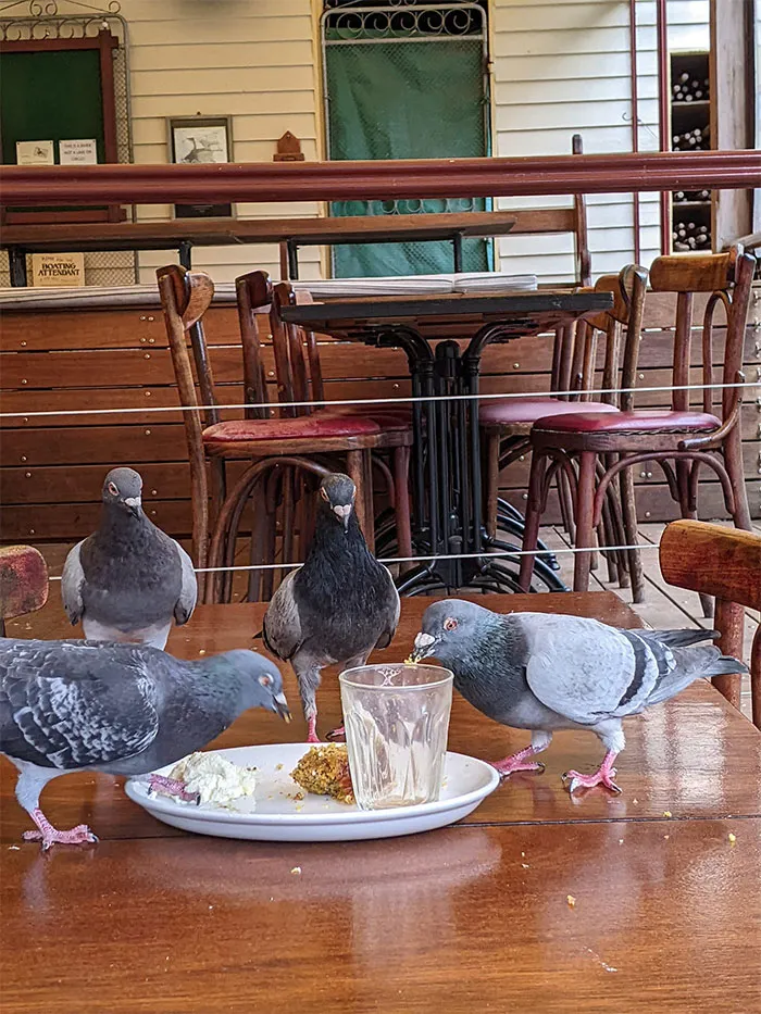 ¡Los pájaros se comen (¡lo que queda!) mi delicioso pastel!
