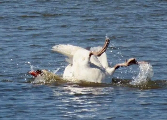 Bit Tricky, This Cr*p Birdie Photography... "Swan Lake"