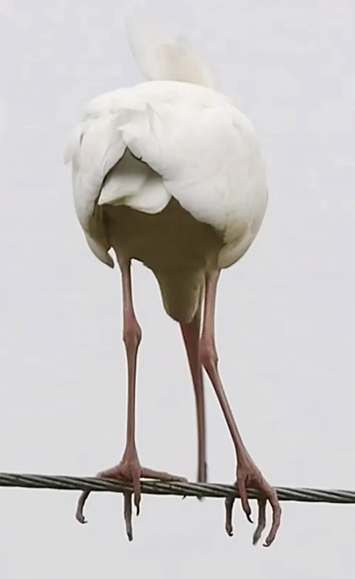 Pensé que tenía una gran foto de un ibis blanco. Ahora pienso que podría ser solo uno de los sombreros de Lady Gaga