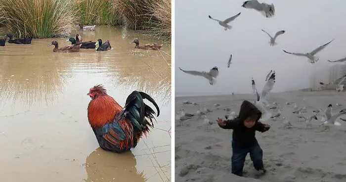 30 Hilarious Bird Photography Fails That Got Posted On This Facebook Group (New Pics)